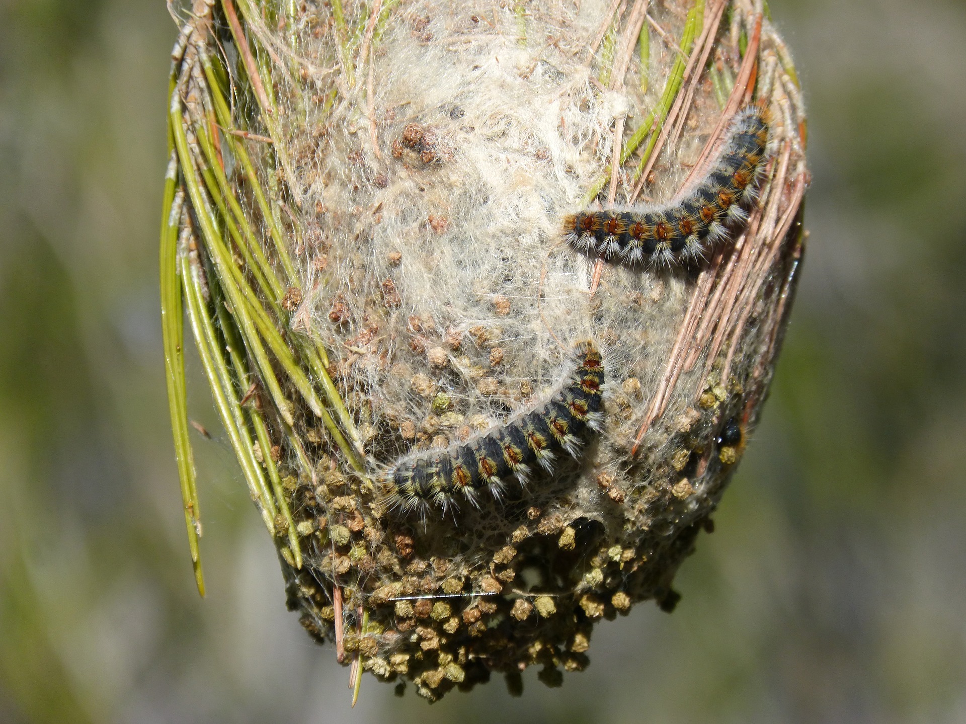 Chenille processionnaire