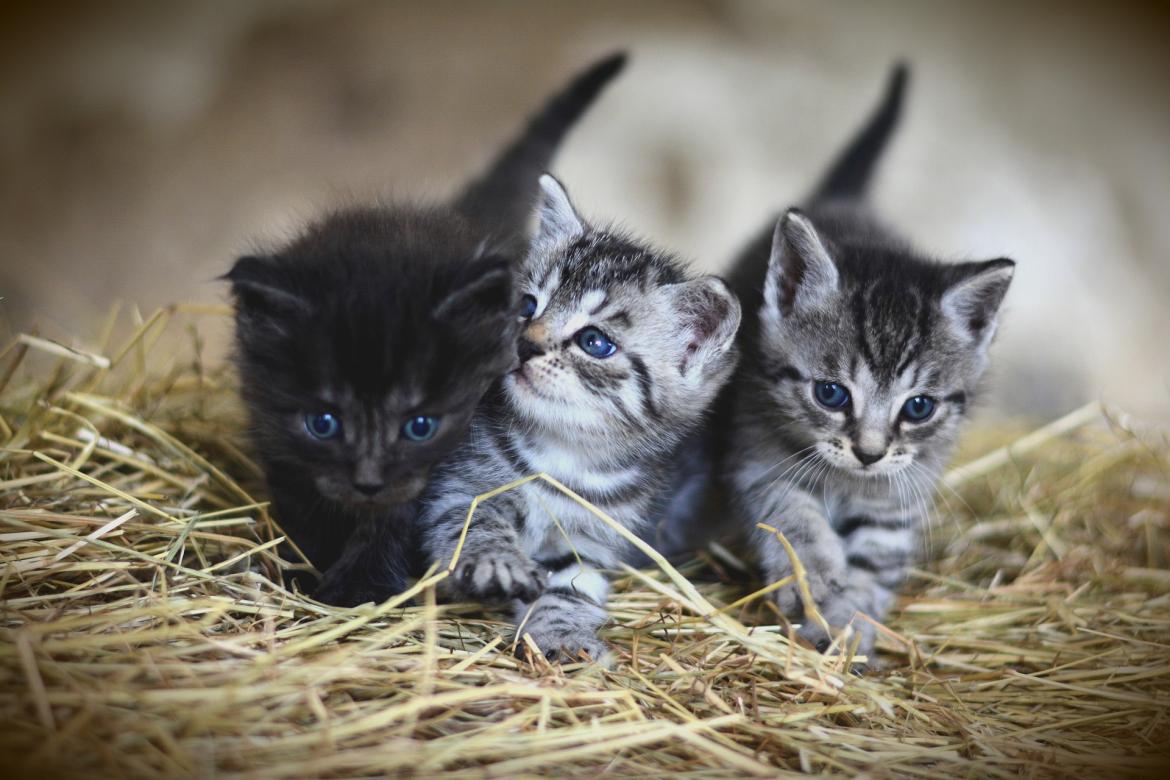 STÉRILISEZ ET IDENTIFIEZ VOTRE CHAT