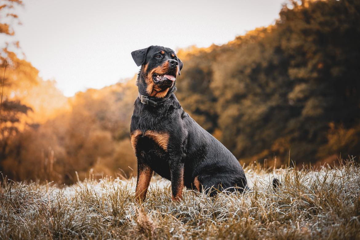 CHIENS DANGEREUX