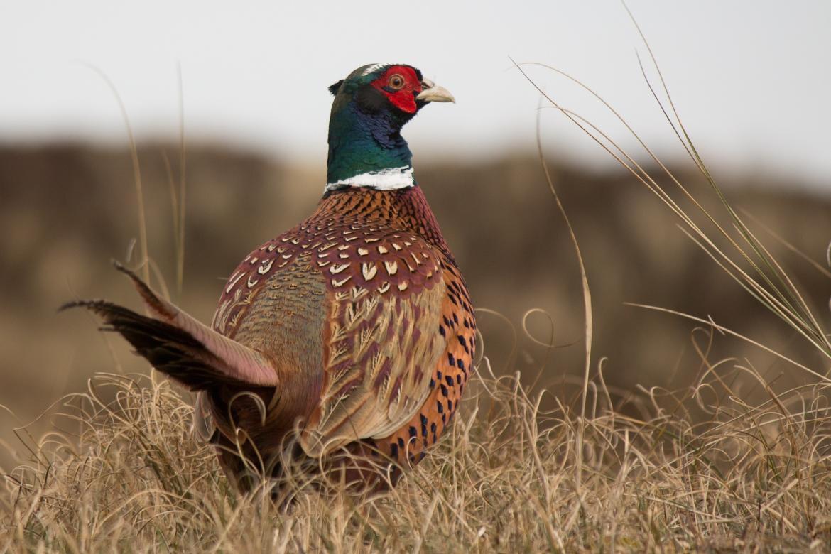 CHASSE