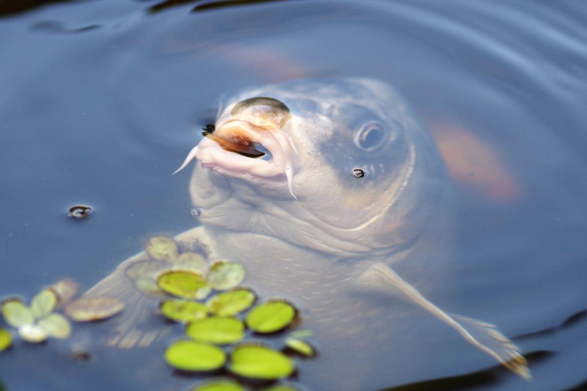 PÊCHE
