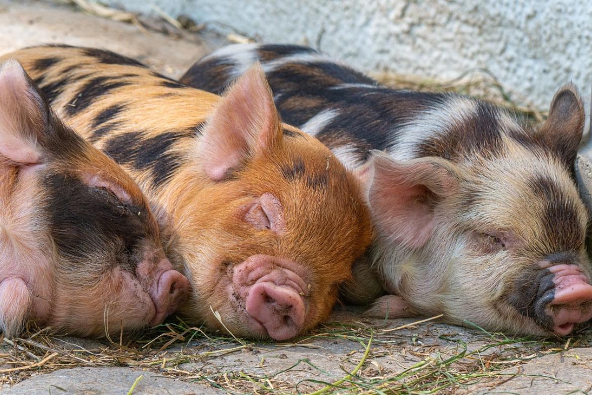PORCS & SANGLIERS