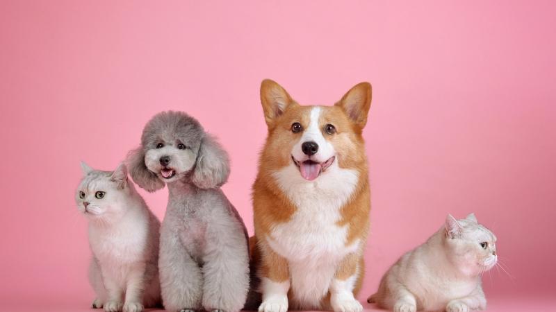 Chats et chiens